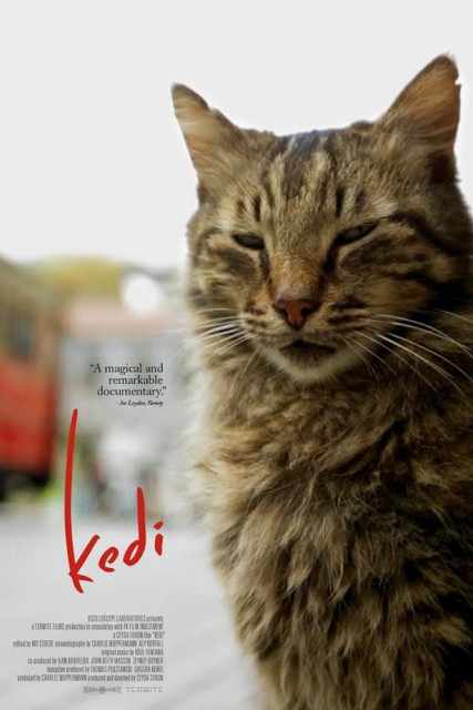 KEDI, DES CHATS ET DES HOMMES de Ceyda Torin