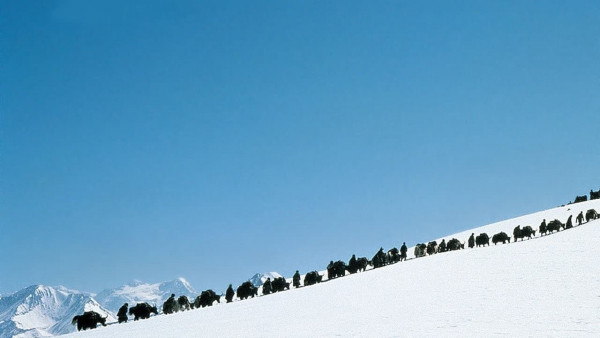 Himalaya, l'enfance d'un chef