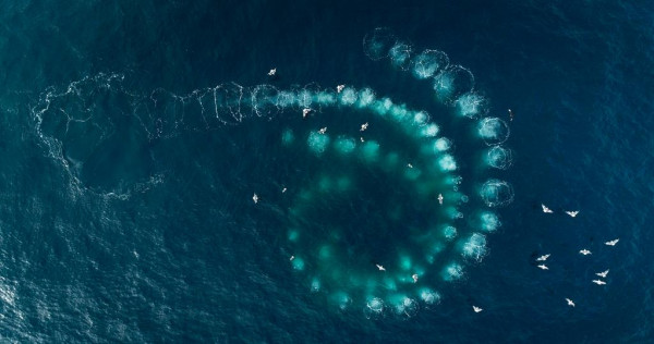 Les Gardiennes de la planète