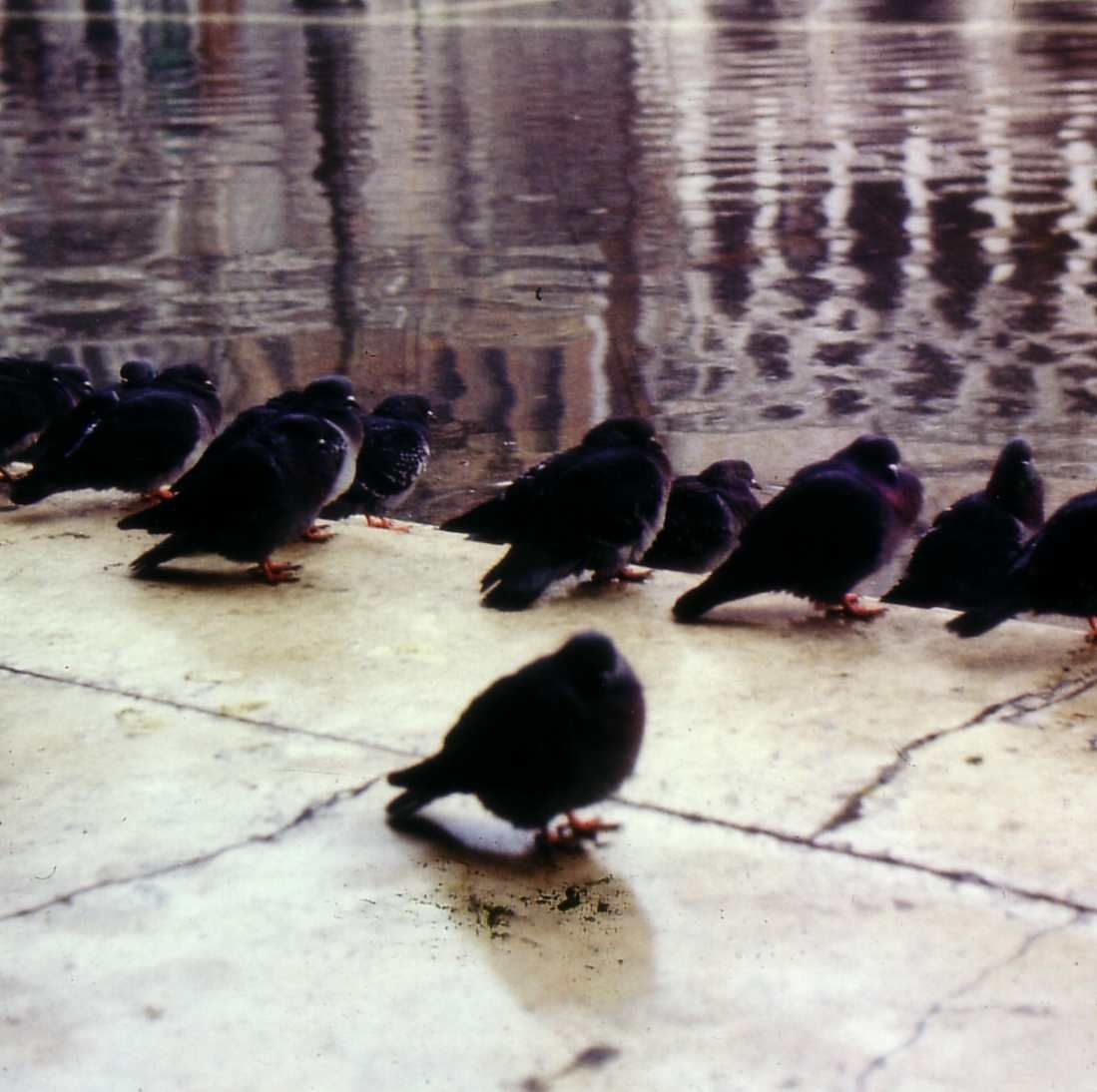 Une ville de la mer ou comment survivre à Venise