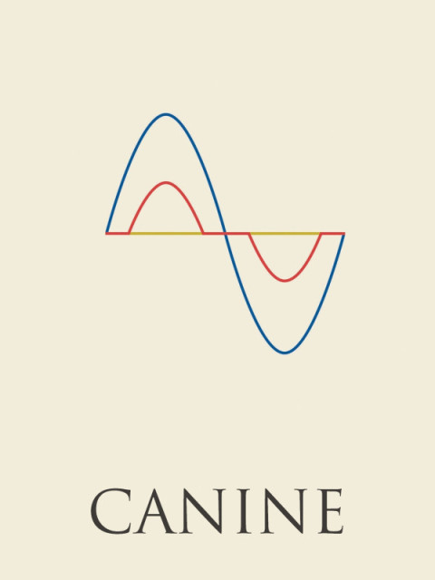 Canine