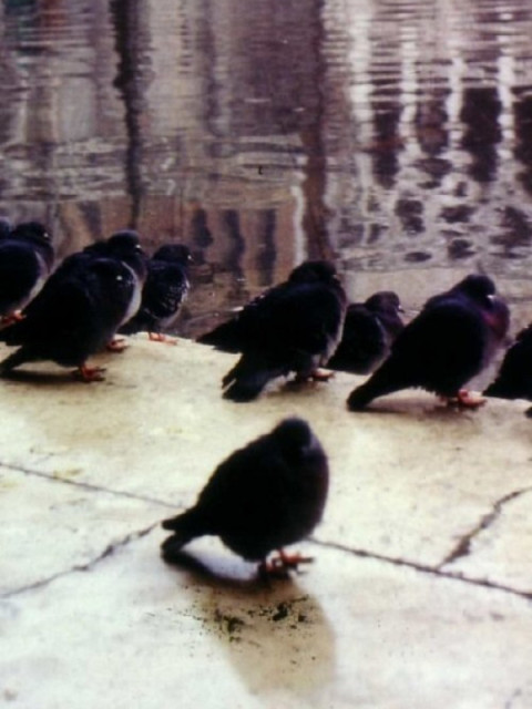 Une ville de la mer ou comment survivre à Venise