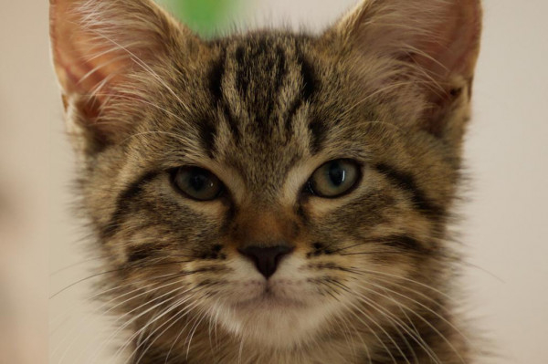 Mon chat et moi, la grande aventure de Rroû