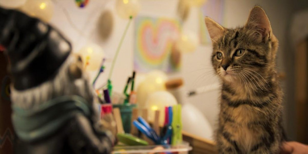 Mon chat et moi, la grande aventure de Rroû