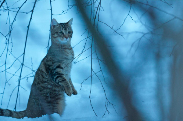 Mon chat et moi, la grande aventure de Rroû