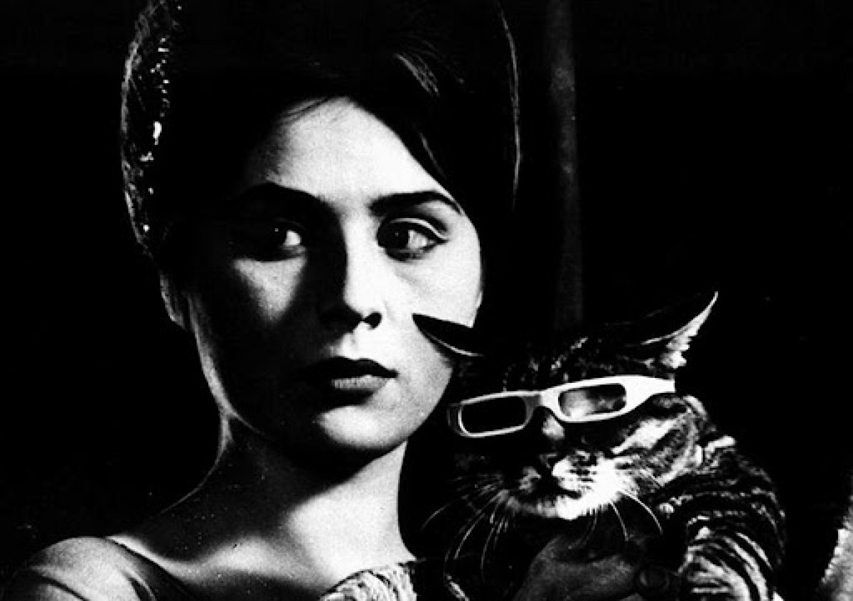 un jour un chat