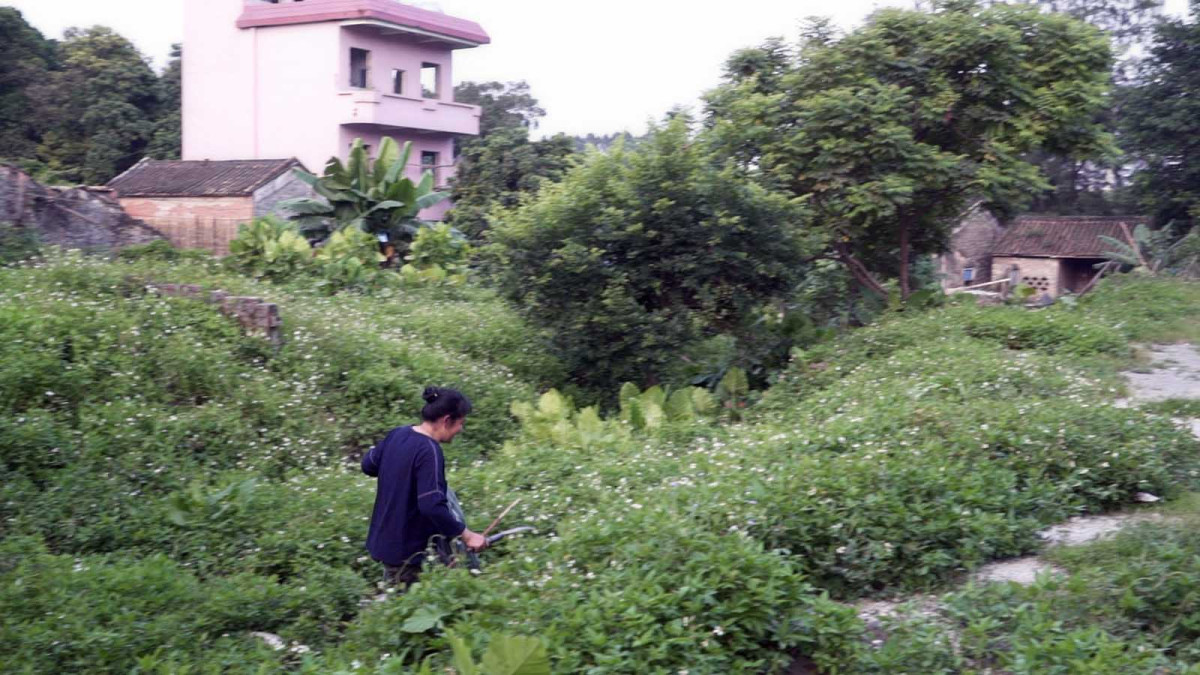 Documentaire, Guanzhou, Chine
