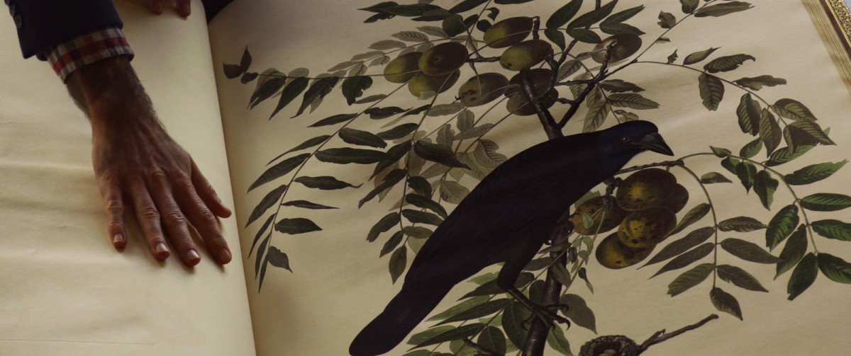 Documentaire, Birds of America, dessin, nature, oiseaux, environnement, histoire