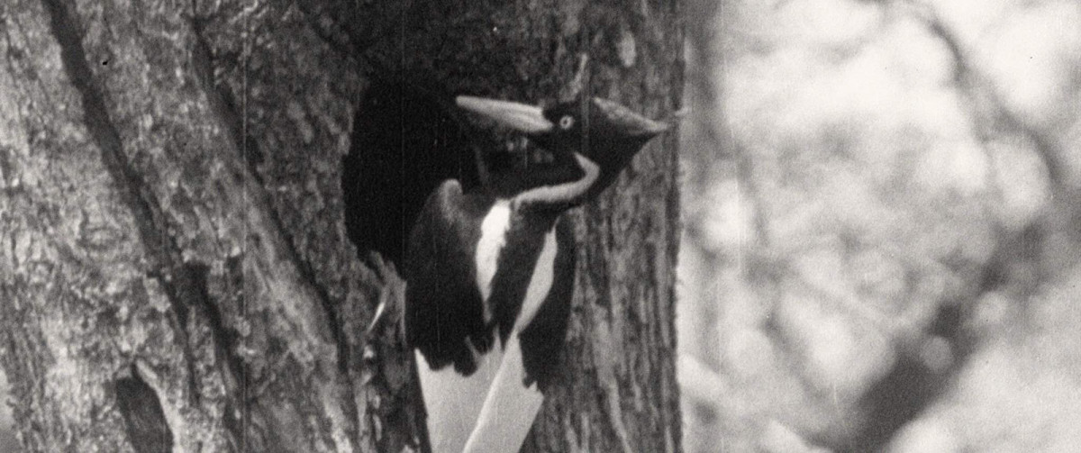 Documentaire, Birds of America, dessin, nature, oiseaux, environnement, histoire