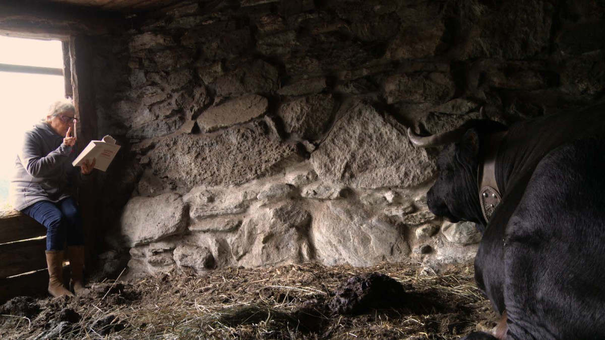 Vedette, ACID, Vache, Documentaire