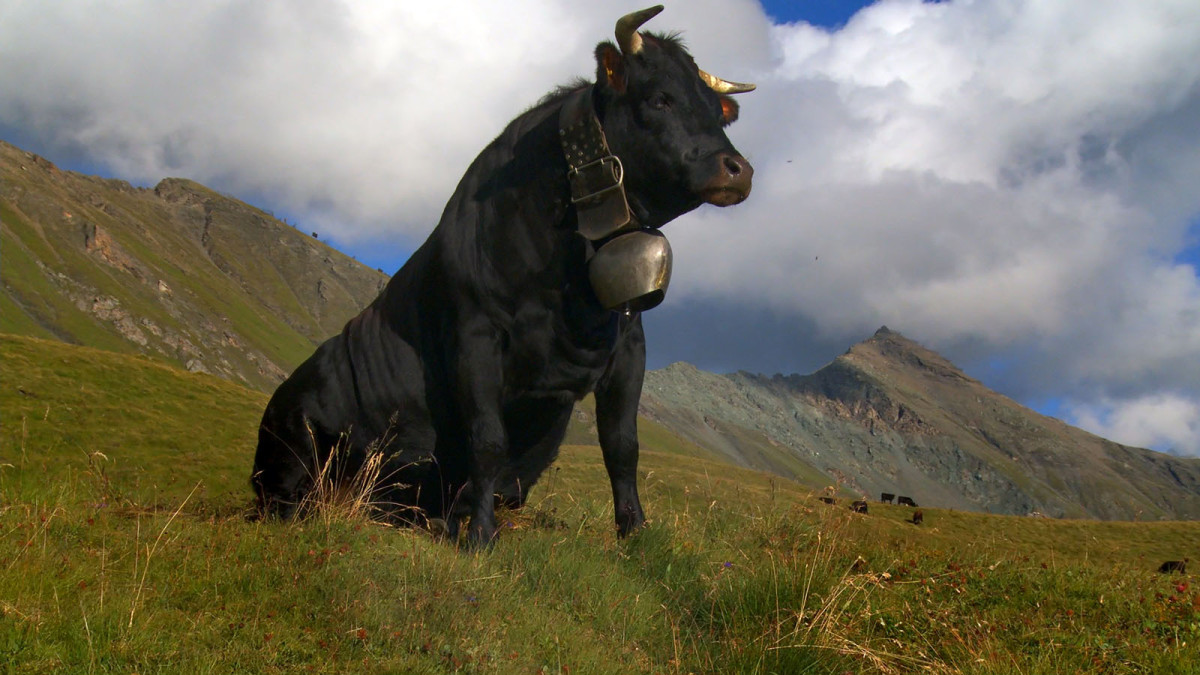 Vedette, ACID, Vache, Documentaire