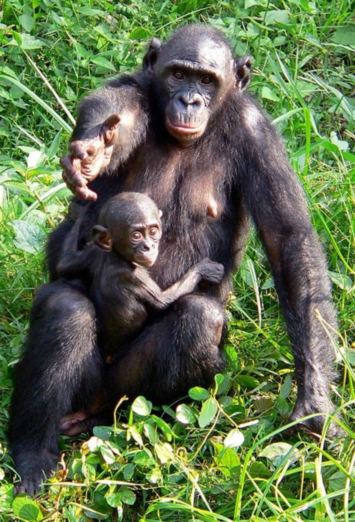 Le ciné-club des explorateurs #3 Bonobos de Alain Tixier en sa présence