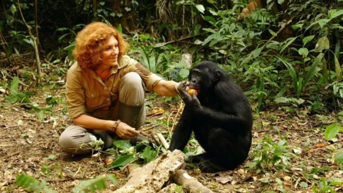 Le ciné-club des explorateurs #3 Bonobos de Alain Tixier en sa présence