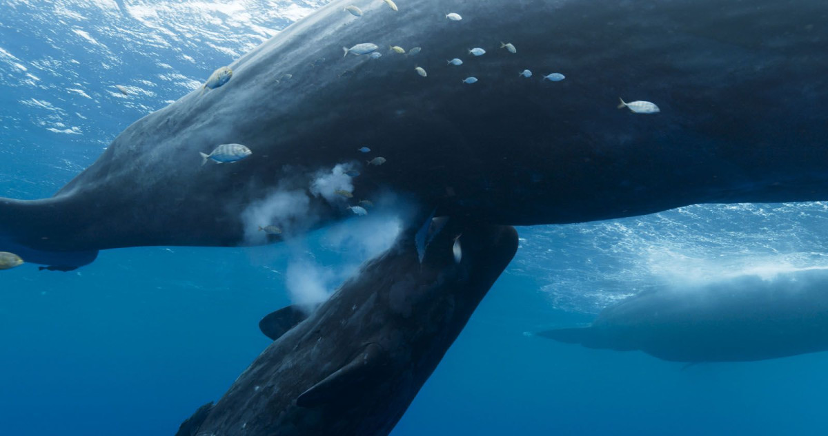 Gardiennes de la Planete, Océans, Baleines