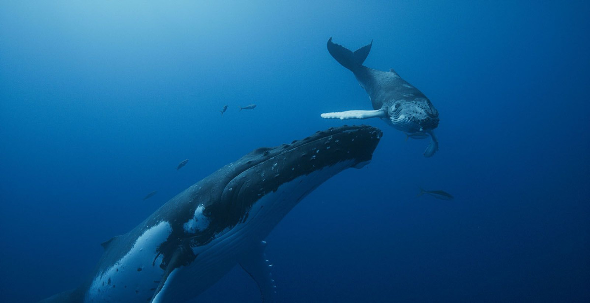 Gardiennes de la Planete, Océans, Baleines