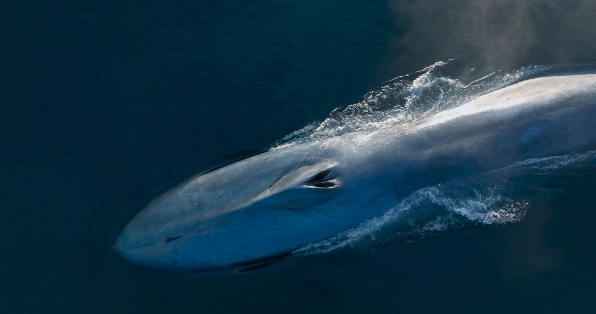 Gardiennes de la Planete, Océans, Baleines