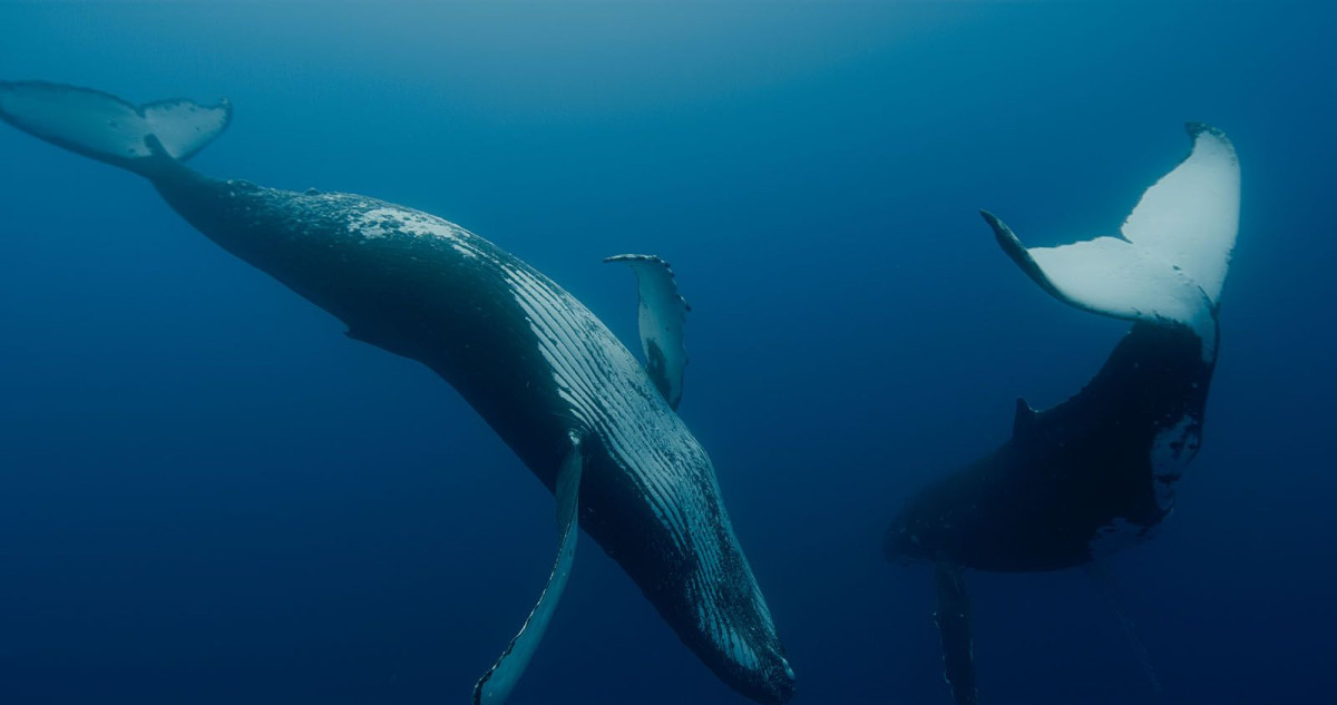 Gardiennes de la Planete, Océans, Baleines