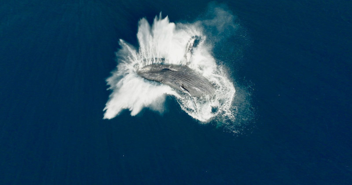 Gardiennes de la Planete, Océans, Baleines