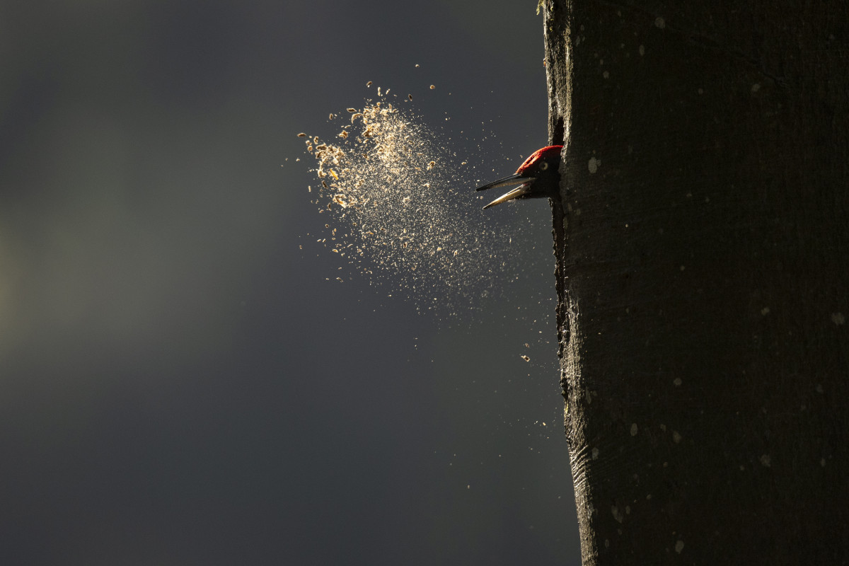 Séance Bébés, bienvenue ! Le Chant des forêts de Vincent Munier