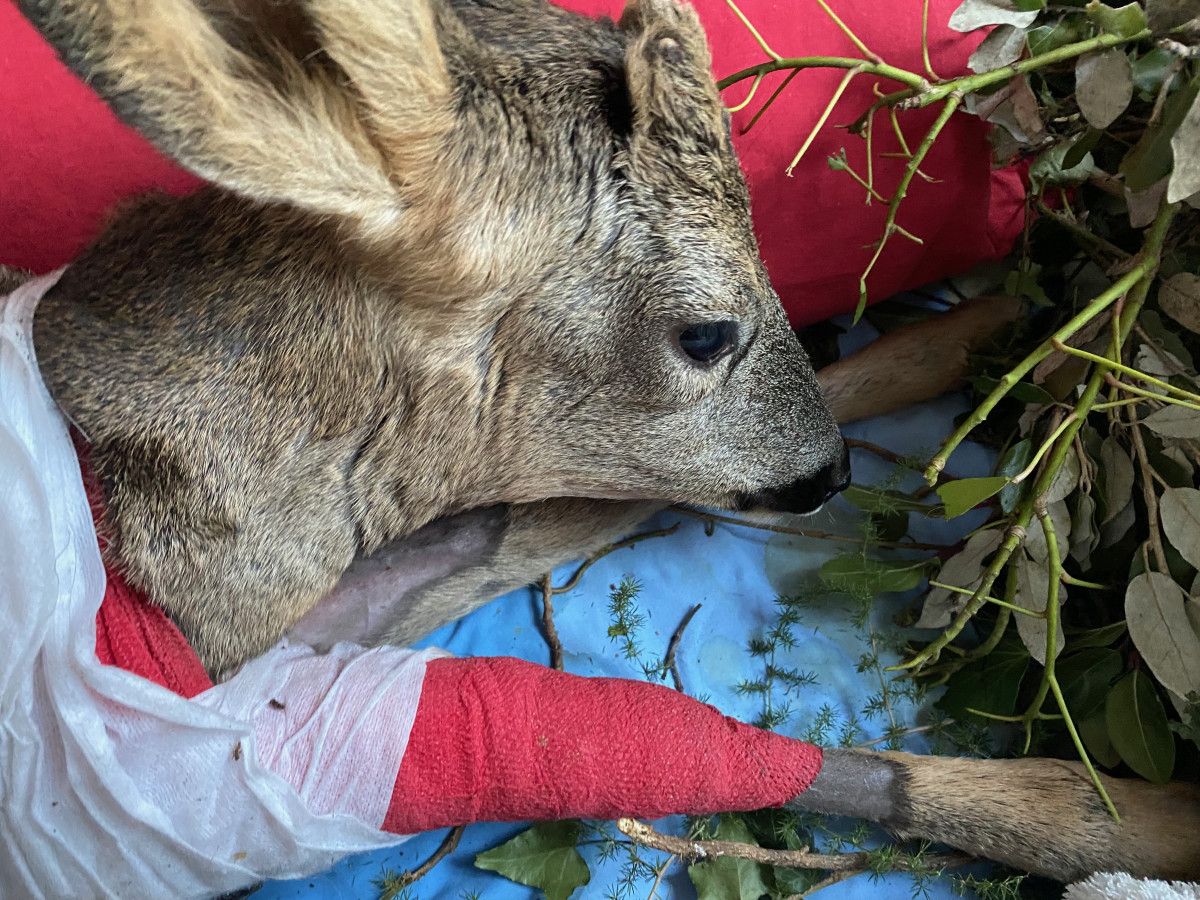 animus femina, documentaire, eliane de latour