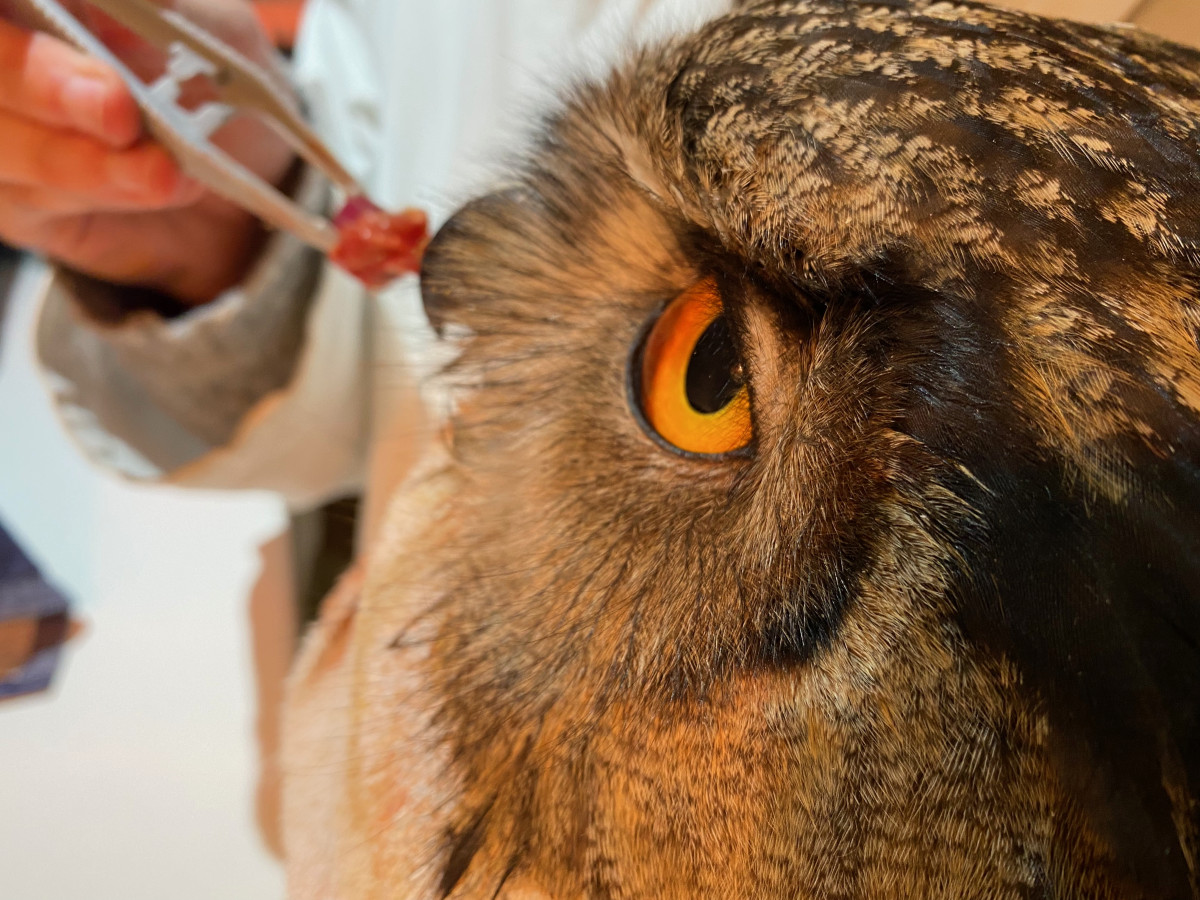 animus femina, documentaire, eliane de latour