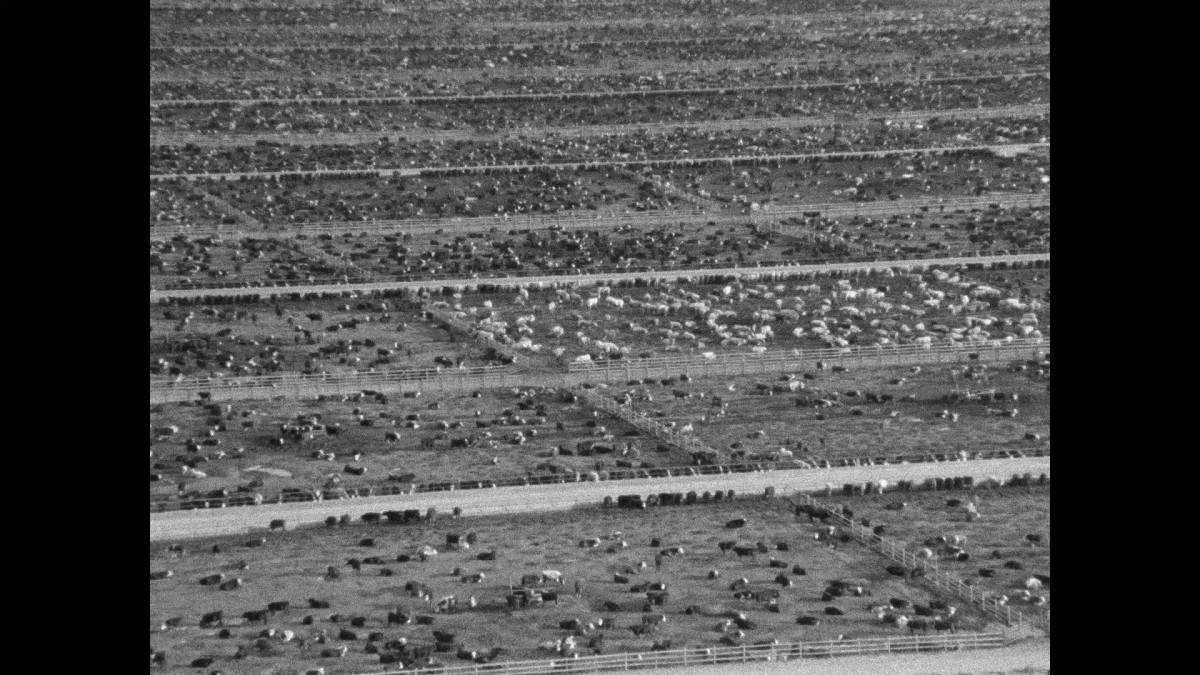 TOUJOURS PLUS... GORE rend hommage à Frederick Wiseman : MEAT présenté par Luc Moullet