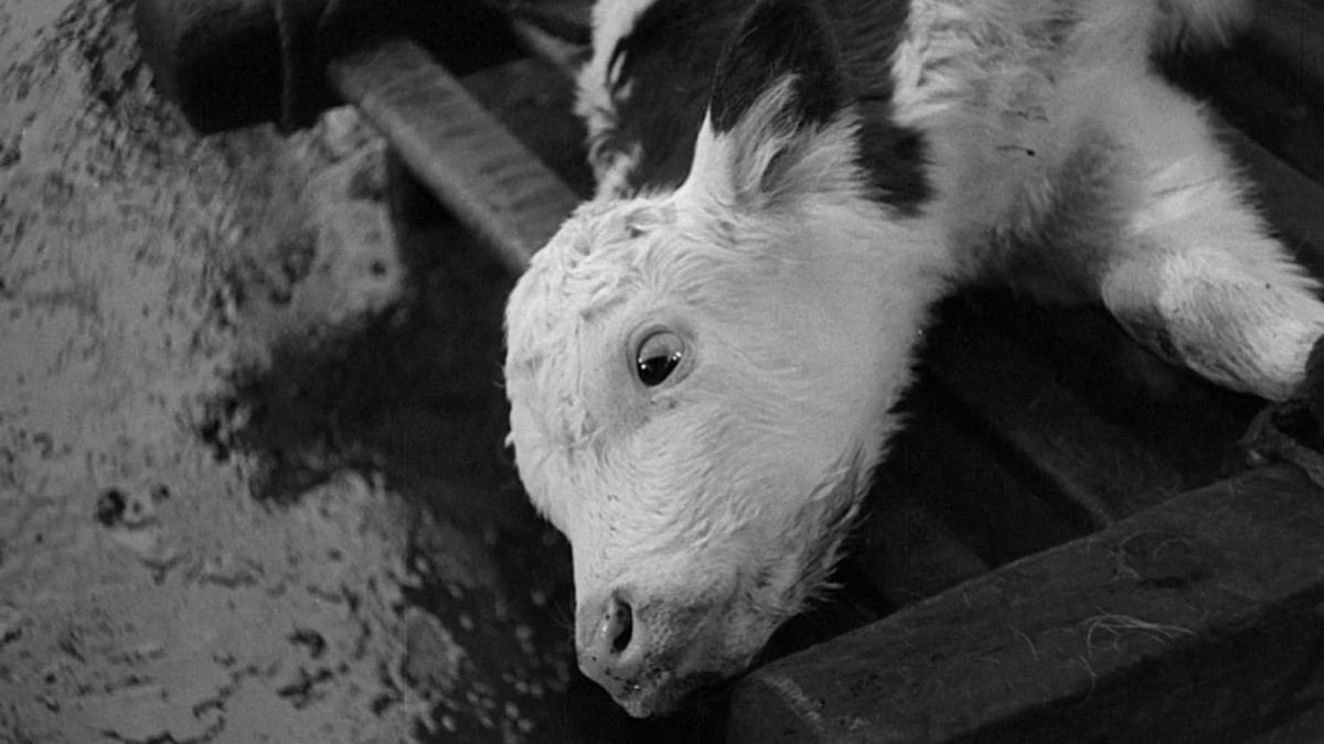 TOUJOURS PLUS... GORE "Une vraie boucherie" : Salò ou les 120 Journées de Sodome  présenté par Fabrice du Welz et suivie d'une discussion avec Julie Paquette