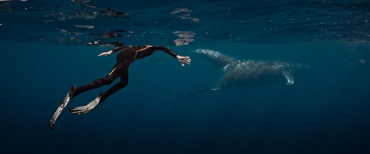 CINÉ RELAX : LA BALEINE ET LE MUSICIEN de Valentin Paoli 