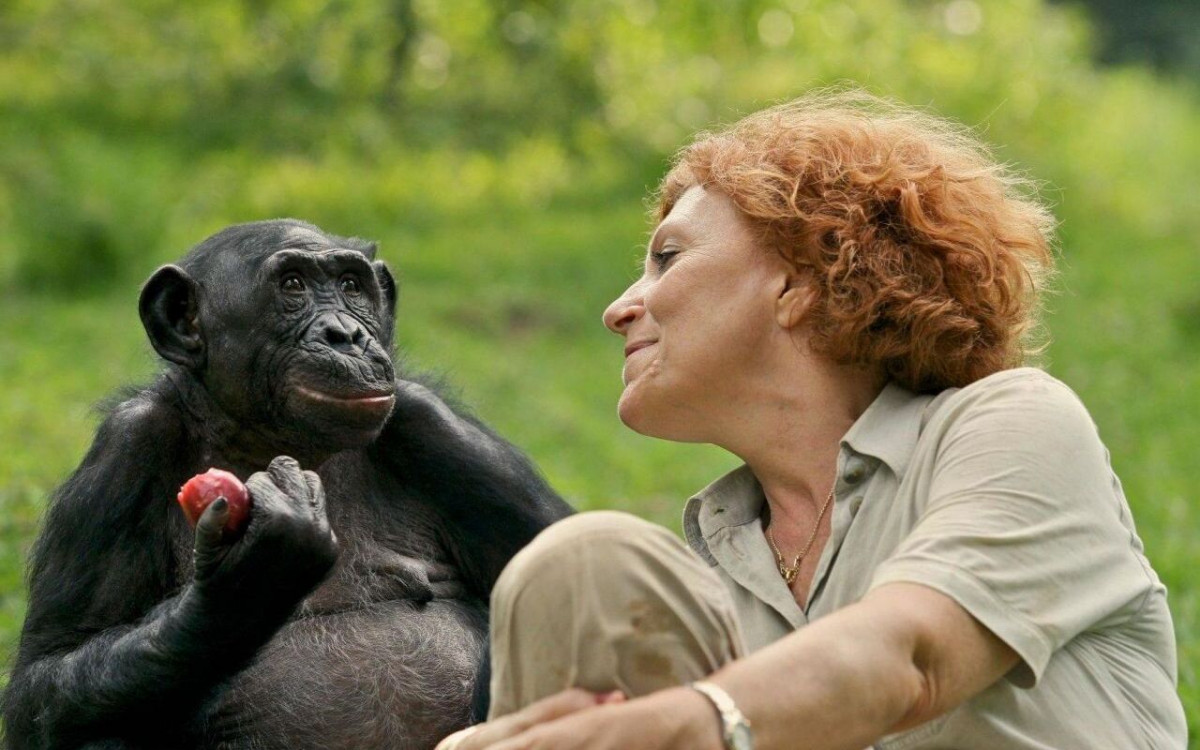 Le ciné-club des explorateurs #3 Bonobos de Alain Tixier en sa présence
