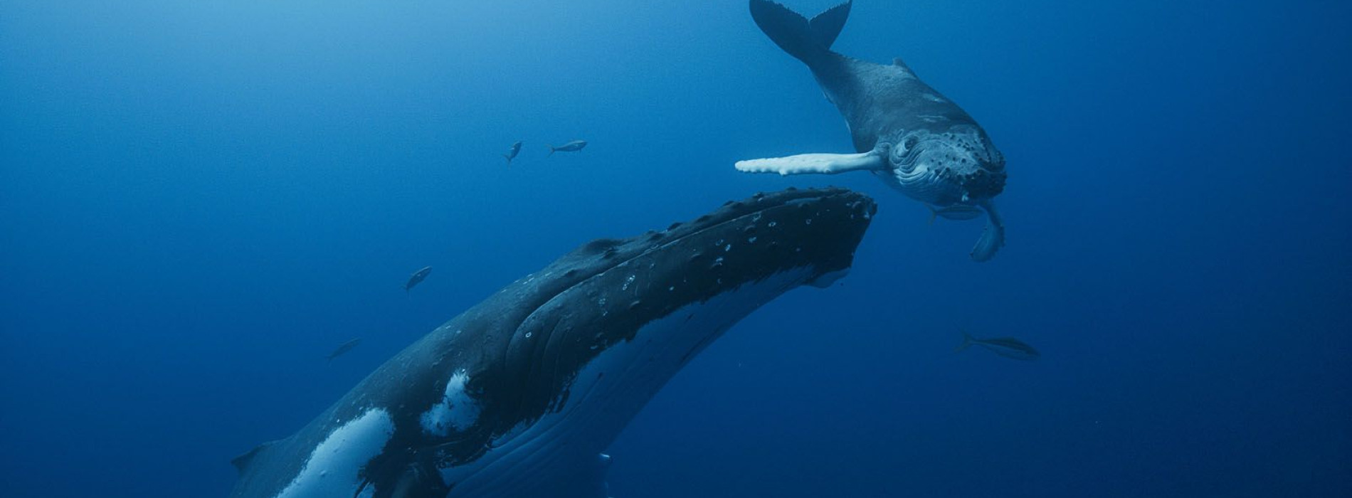 Gardiennes de la Planete, Océans, Baleines