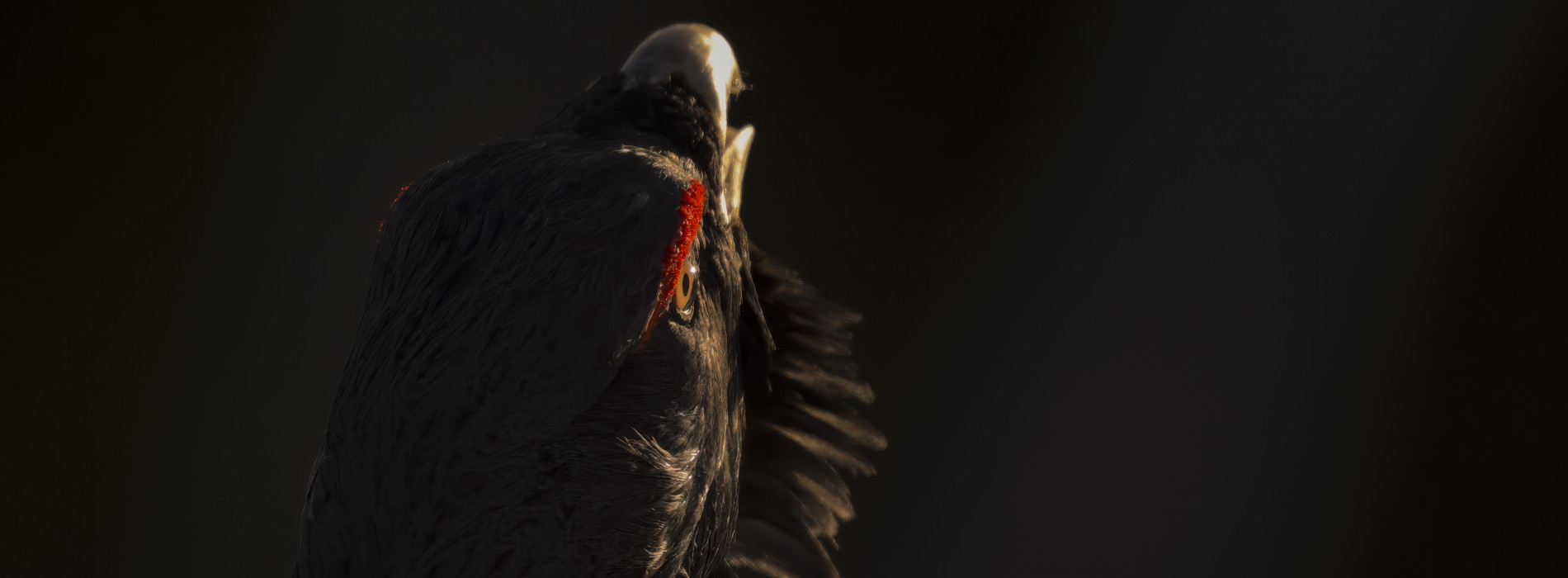 Séance Bébés, bienvenue ! Le Chant des forêts de Vincent Munier