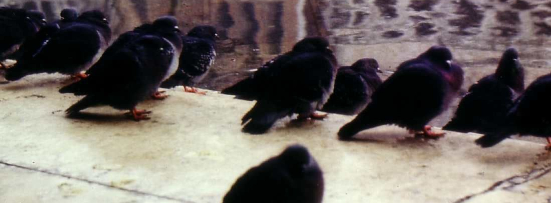 Venezia è viva ! #6 Soirée de résistance vénitienne avec ISOLA : projection exceptionnelle d'UNE VILLE DE LA MER OU COMMENT SURVIVRE À VENISE de Yannick Bellon suivi d'une discussion et d'un after à Isola