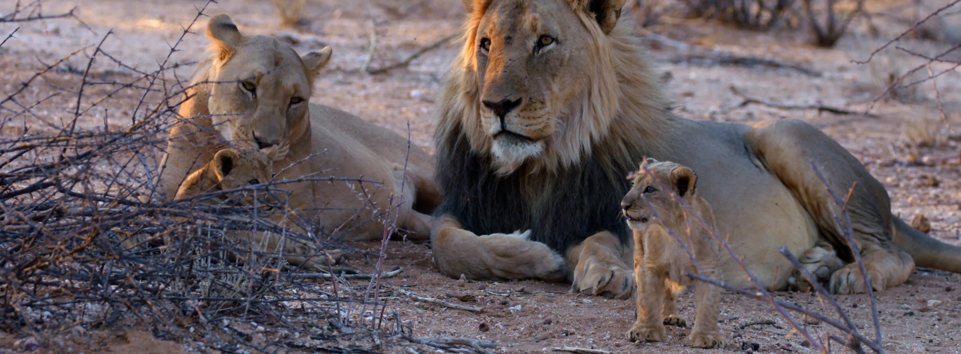 CONNAISSANCE DU MONDE : NAMIBIE - Sur la route des Hereros de Jérémie Saint-Jean, en sa présence